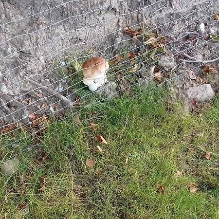 Kaszuby Punkt Klonowo Sauna Klima Basen 公寓