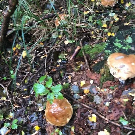 アパート Kaszuby Punkt Klonowo Sauna Klima Basen *