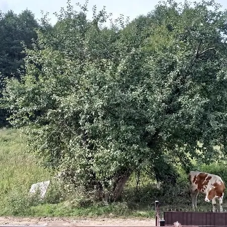 Kaszuby Punkt Klonowo Sauna Klima Basen 公寓 普日维兹