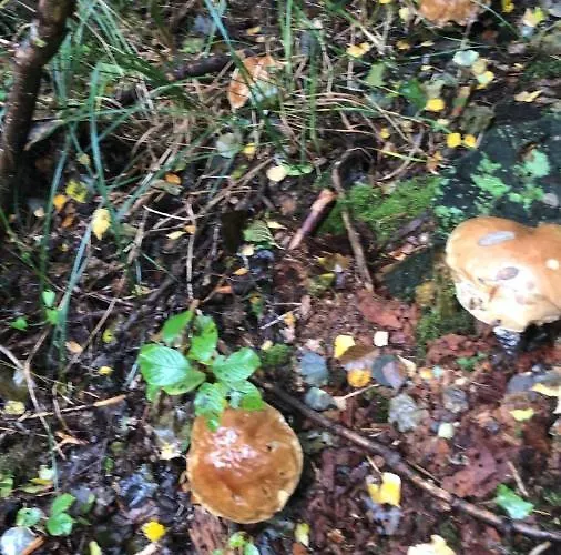 Lägenhet Kaszuby Punkt Klonowo Sauna Klima Basen *